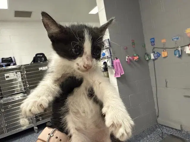 Unknown - Domestic Short Hair