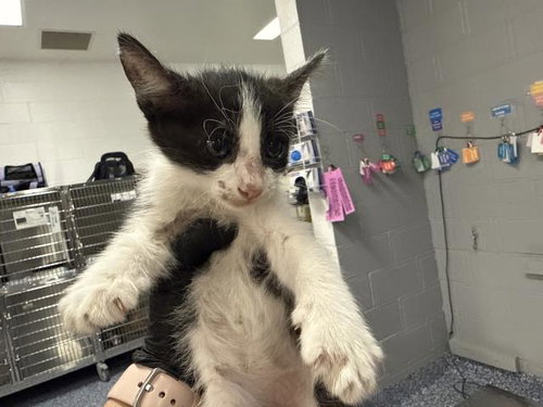 A1937526, a cat for adoption from Riverside County Animal Control - Coachella Shelter