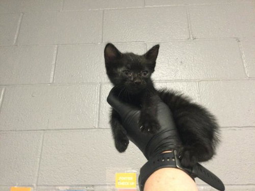 HANK, a cat for adoption from Riverside County Animal Control - Coachella Shelter