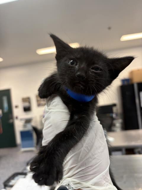 JACOB, a cat for adoption from Riverside County Animal Control - Coachella Shelter