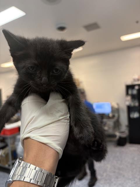 LILY, a cat for adoption from Riverside County Animal Control - Coachella Shelter