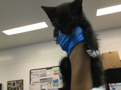 A1939110, a cat for adoption from Riverside County Animal Control - Coachella Shelter
