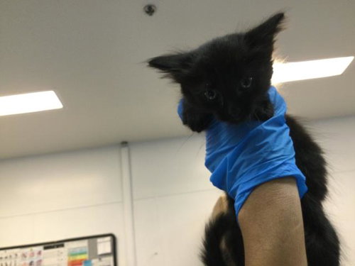 A1939111, a cat for adoption from Riverside County Animal Control - Coachella Shelter