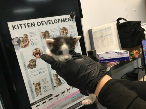 A1938901, a cat for adoption from Riverside County Animal Control - Coachella Shelter