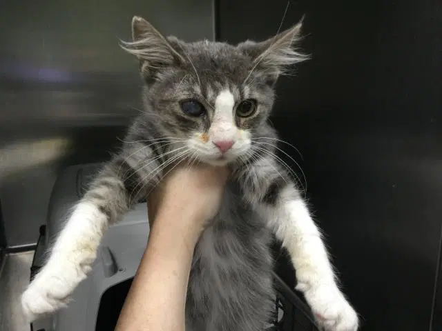 Unknown - Domestic Short Hair