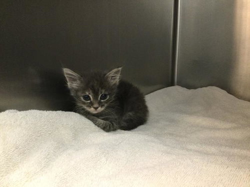 A1927952, a cat for adoption from Riverside County Animal Control - Coachella Shelter