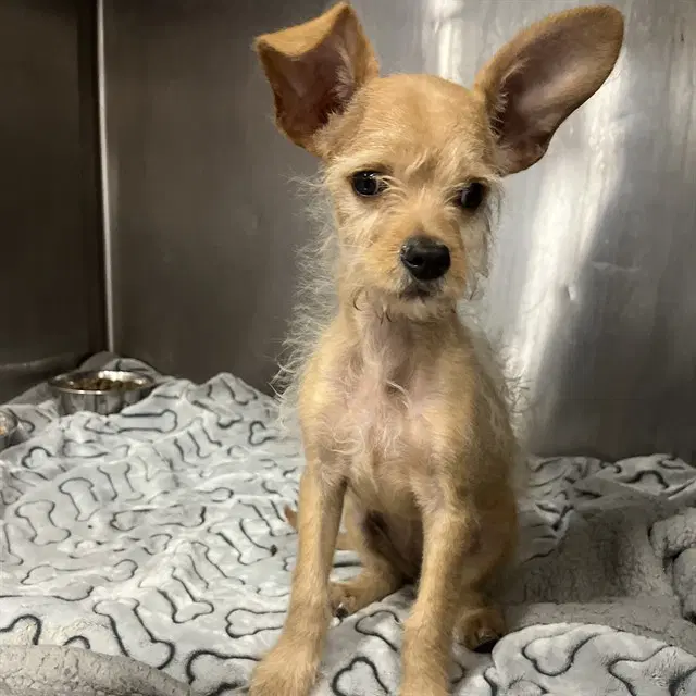 Millie - Terrier