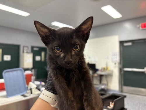 BONES, a cat for adoption from Riverside County Animal Control - Coachella Shelter