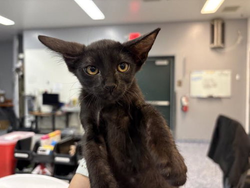 SKULL, a cat for adoption from Riverside County Animal Control - Coachella Shelter