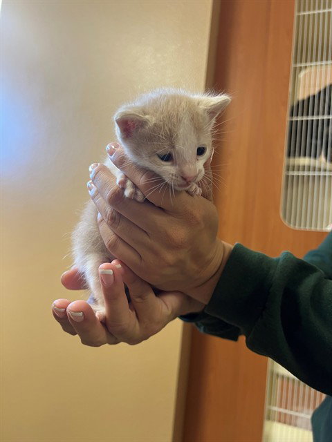 A1929595, a cat for adoption from Riverside County Animal Control - Coachella Shelter