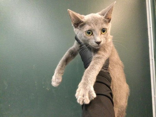 ADRIANNA, a cat for adoption from Riverside County Animal Control - Coachella Shelter