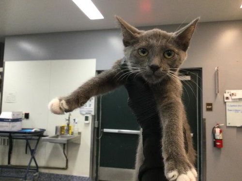 ALYSSA, a cat for adoption from Riverside County Animal Control - Coachella Shelter