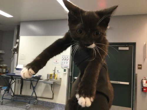 ADRIAN, a cat for adoption from Riverside County Animal Control - Coachella Shelter