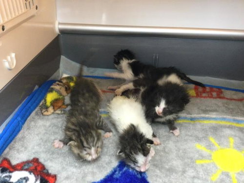 A1930899, a cat for adoption from Riverside County Animal Control - Coachella Shelter