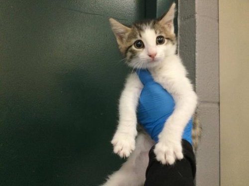 Unagi, Domestic Short Hair (medium coat)