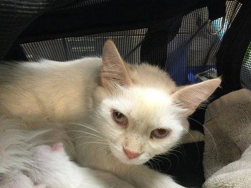 MOON, a cat for adoption from Riverside County Animal Control - Coachella Shelter