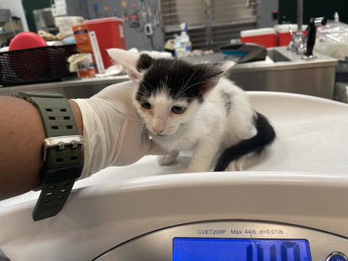 A1931296, a cat for adoption from Riverside County Animal Control - Coachella Shelter