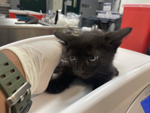 A1931298, a cat for adoption from Riverside County Animal Control - Coachella Shelter