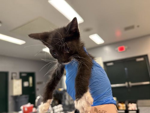 BOOTS, a cat for adoption from Riverside County Animal Control - Coachella Shelter