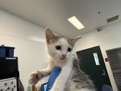 GOOSE, a cat for adoption from Riverside County Animal Control - Coachella Shelter