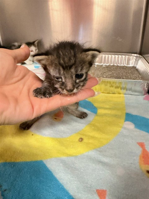 A1931532, a cat for adoption from Riverside County Animal Control - Coachella Shelter