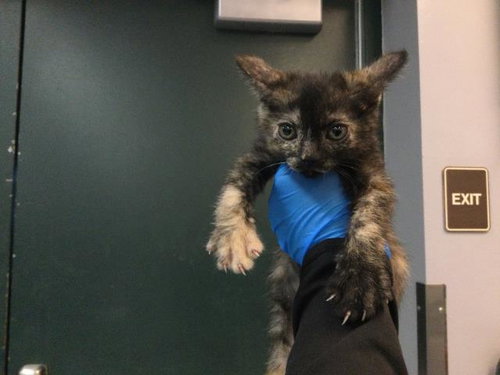 A1931582, a cat for adoption from Riverside County Animal Control - Coachella Shelter