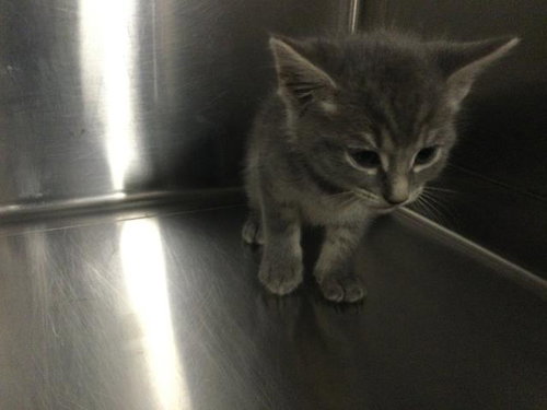 A1931675, a cat for adoption from Riverside County Animal Control - Coachella Shelter