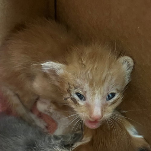 A1931755, a cat for adoption from Riverside County Animal Control - Coachella Shelter