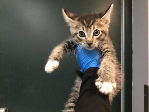 A1931870, a cat for adoption from Riverside County Animal Control - Coachella Shelter