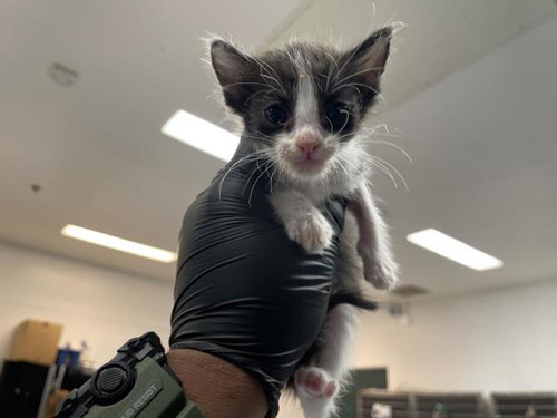 A1932634, a cat for adoption from Riverside County Animal Control - Coachella Shelter