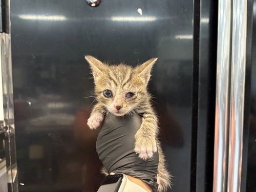 A1933486, a cat for adoption from Riverside County Animal Control - Coachella Shelter