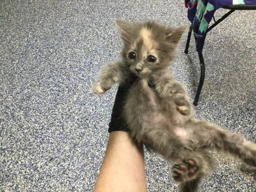 A1933608, a cat for adoption from Riverside County Animal Control - Coachella Shelter