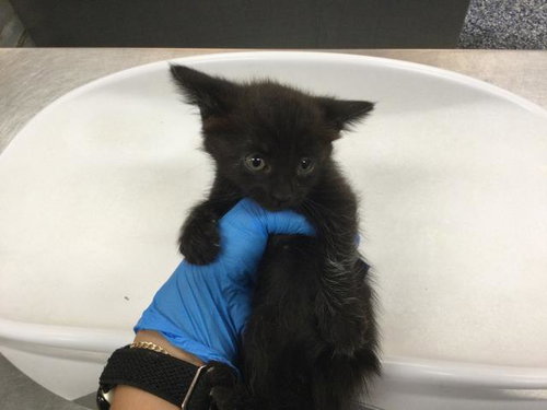 TERRA, a cat for adoption from Riverside County Animal Control - Coachella Shelter