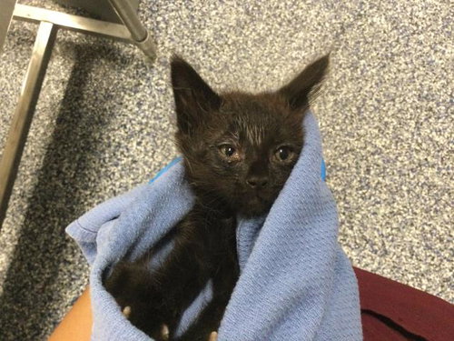 KIPPER, a cat for adoption from Riverside County Animal Control - Coachella Shelter