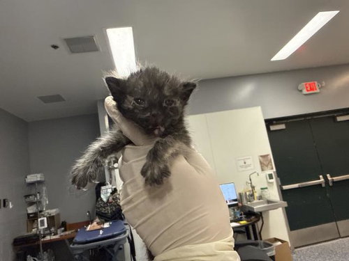 A1934277, a cat for adoption from Riverside County Animal Control - Coachella Shelter