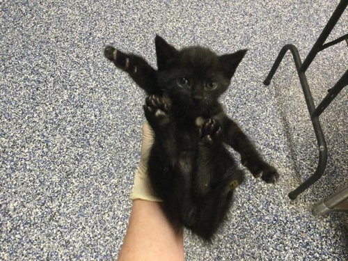 A1934283, a cat for adoption from Riverside County Animal Control - Coachella Shelter
