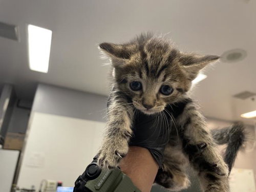 A1935224, a cat for adoption from Riverside County Animal Control - Coachella Shelter