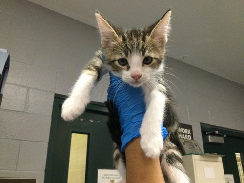 A1935330, a cat for adoption from Riverside County Animal Control - Coachella Shelter
