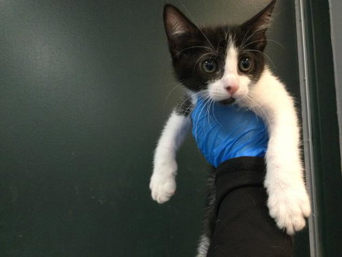 A1935334, a cat for adoption from Riverside County Animal Control - Coachella Shelter