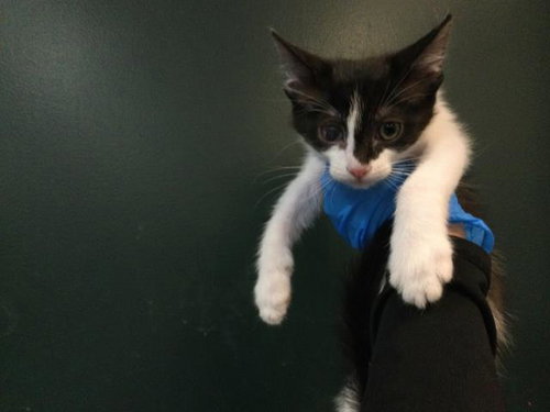 A1935336, a cat for adoption from Riverside County Animal Control - Coachella Shelter
