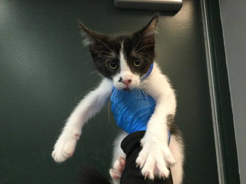 A1935337, a cat for adoption from Riverside County Animal Control - Coachella Shelter