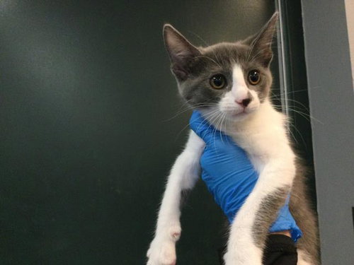 A1935338, a cat for adoption from Riverside County Animal Control - Coachella Shelter