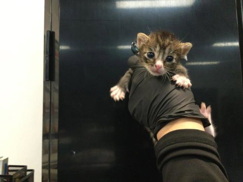 A1935494, a cat for adoption from Riverside County Animal Control - Coachella Shelter