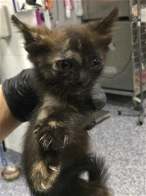A1935948, a cat for adoption from Riverside County Animal Control - Coachella Shelter