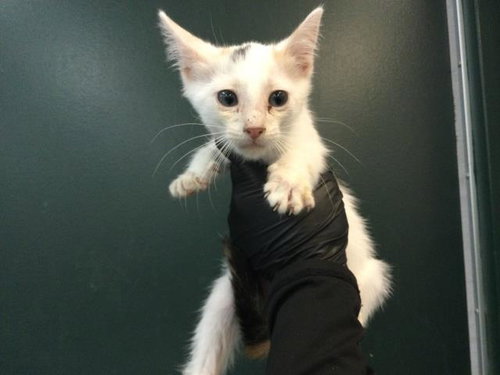 A1936115, a cat for adoption from Riverside County Animal Control - Coachella Shelter