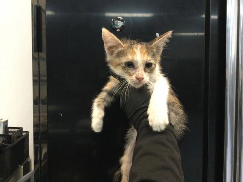 A1936118, a cat for adoption from Riverside County Animal Control - Coachella Shelter
