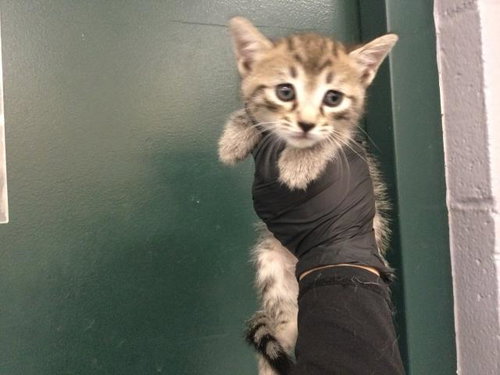 A1936645, a cat for adoption from Riverside County Animal Control - Coachella Shelter