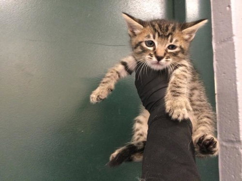 A1936647, a cat for adoption from Riverside County Animal Control - Coachella Shelter
