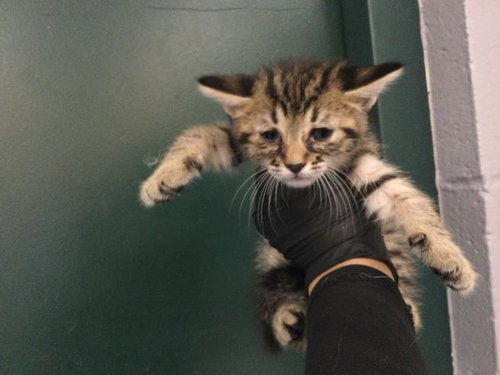 A1936648, a cat for adoption from Riverside County Animal Control - Coachella Shelter