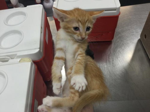 A1937858, a cat for adoption from Riverside County Animal Control - Coachella Shelter